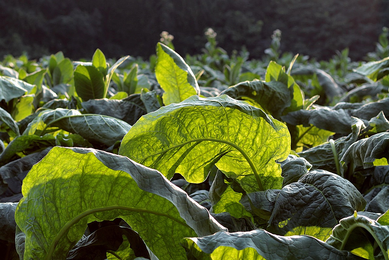 tobacco, broadleaf, green-3602145.jpg